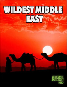 手握星辰终是你